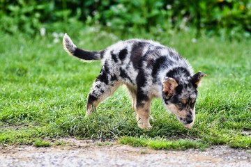 dog on the grass, photo as a background , australian german shepard sheperd dog