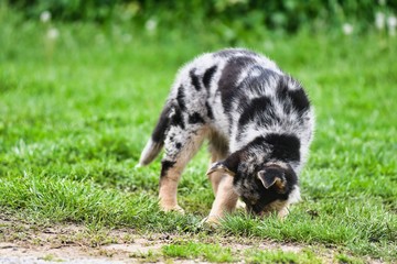 dog lying on grass, photo as a background , australian german shepard sheperd dog