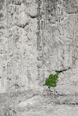 A small green plant sprouts through a rough gray concrete wall
