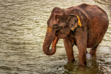 elefanten baden im fluss auf sri lanka und genießen es