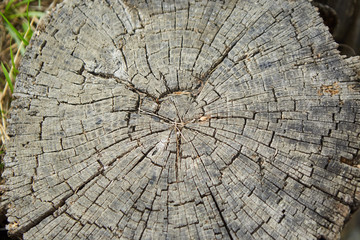 Hardwood logs and saw