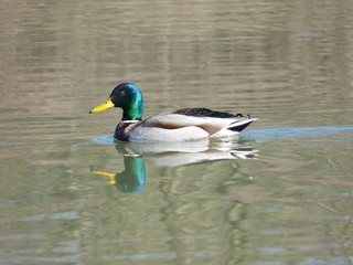 Male mallard duck Anas platyrhynchos swimming in the water