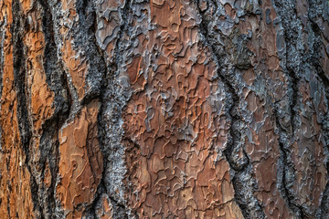 The detailed texture of the bark of the stone pine (Pinus pinea)
