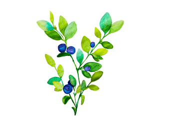 blueberry branches with green sprigs and blue and purple berries on a white background, isolated on a white background illustration of watercolor paints