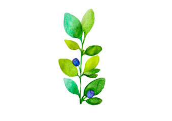blueberry branches with green sprigs and blue and purple berries on a white background, isolated on a white background illustration of watercolor paints
