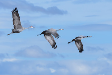 Migrating Greater Sandhill Cranes in Monte Vista, Colorado