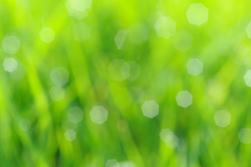 Obraz premium Beautiful green background of a green lawn with soft bokeh and some highlights due to the white hard bokeh stars as a result from the reflexion of water drops at the grass blades perfect background