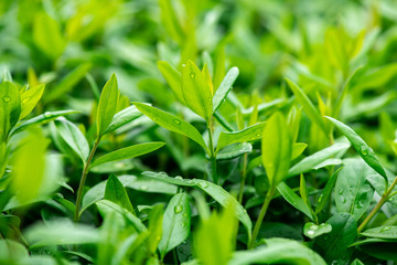 Fototapeta na wymiar Green tea grass under water drops sun day light close up nature macro 