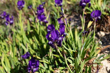 Beautiful purple iris flowers Iris pumila in the grass in wild nature