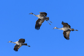 Migrating Greater Sandhill Cranes in Monte Vista, Colorado