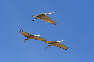 Migrating Greater Sandhill Cranes in Monte Vista, Colorado