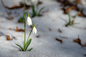 Two snowdrops on an early spring background with snow