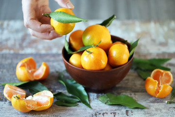 Selective focus. Hand holds mandrin. Ripe tangerines with leaves.