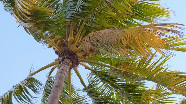 Palm tree with ripe coconuts sways in the wind, close-up view from the bottom. Coconut trees or palm tree. Leaves of coconut palms fluttering in the wind against blue sky. Bottom view. Tropical scene.