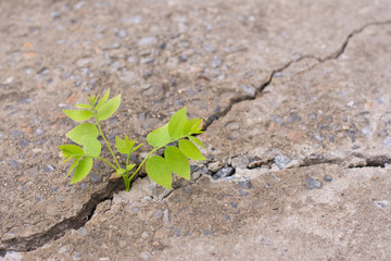 Hope concept,New development and renewal as a business concept of emerging leadership success as an old cut down tree and a strong seedling growing.