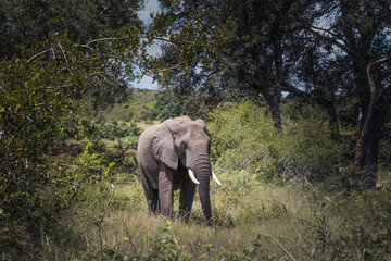 Obraz premium Słoń afrykański