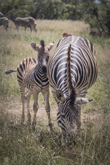 Baby Zebra and mother