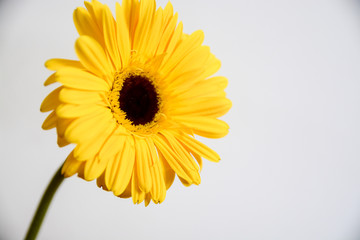 spring yellow gerbera flower