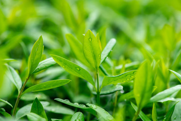 Green tea grass under water drops sun day light close up nature macro 