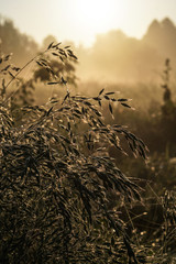 Obraz premium Beautiful morning landscape in light fog and the sun. Blades of grass and bushes glow in the evening. Stock nature background for design.