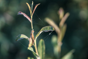 Beautiful morning landscape in light fog and the sun. A tree branch glows in the evening. Stock nature background for design.
