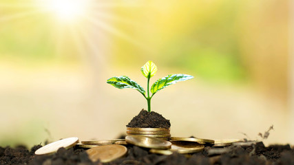 Growing plants on coins stacked on green blurred backgrounds and natural light with financial ideas.