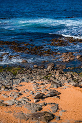 Rocky beach with sea lions lying on it and the sea in the background taken on a day with sun and...