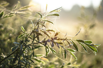Beautiful morning landscape in light fog and the sun. A tree branch glows in the evening. Stock nature background for design.