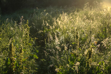 Beautiful morning landscape in light fog and the sun. Blades of grass and bushes glow in the evening. Stock nature background for design.