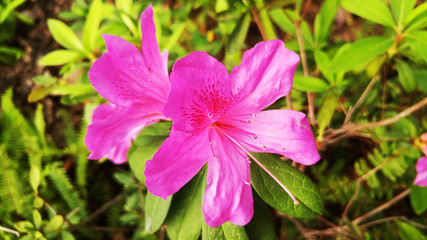 Yingshan red flowers bloom very beautiful in spring