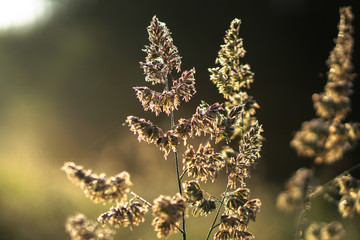 Beautiful morning landscape in light fog and the sun. Blades of grass and bushes glow in the evening. Stock nature background for design.
