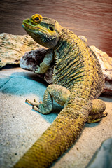 Bearded Dragon looking out of his terrarium, yellow and green coloured beardy lizard, adult male smiling bearded dragon also known as pogona