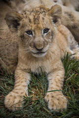 Cute lion cub