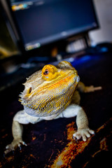Bearded Dragon looking out of his terrarium, yellow and green coloured beardy lizard, adult male smiling bearded dragon also known as pogona