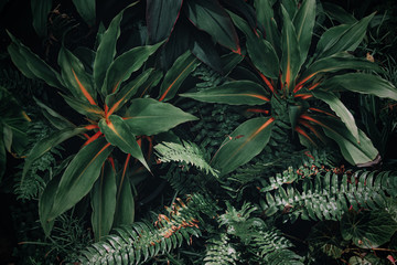 nature background, closeup leaves texture, tropical leaves