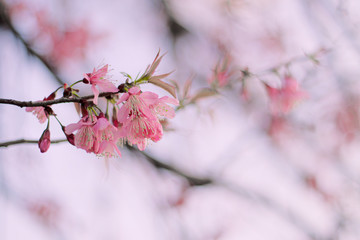 beautiful wild himalayan cherry flower ( Prunus cerasoides )