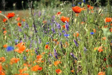 Field with beautiful poppies and meadow flowers. Wild pasture for your design. Addiction topic
