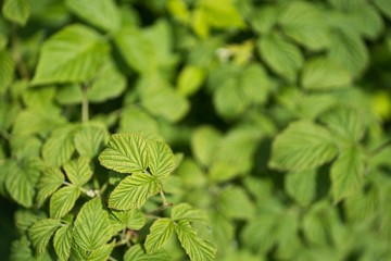 Spring in the garden