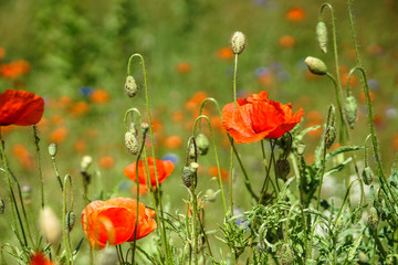 Obraz premium Field with beautiful poppies and meadow flowers. Wild pasture for your design. Addiction topic
