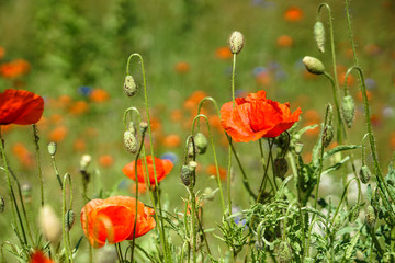 Field with beautiful poppies and meadow flowers. Wild pasture for your design. Addiction topic