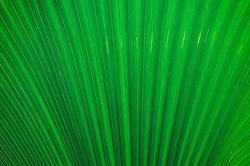 nature background, closeup leaves texture, tropical leaves