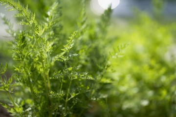 Spring in the garden