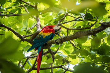 Roter Ara Papagei sitzt in einem Baum und knabbert an einem Blatt