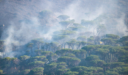 Obraz premium Wildfire burning a forest of trees on a mountain with smoke and mist.