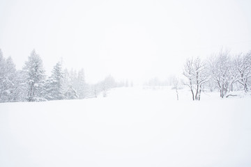 beautiful frozen landscape of trees ans snow in the cold winter 