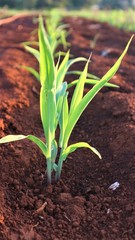 Fungal corn seedlings 5 weeks old Corn pests