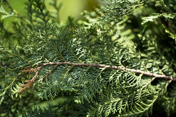 Spring in the garden