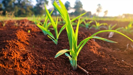Fungal corn seedlings 5 weeks old Corn pests