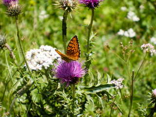 farfalla posata su fiore