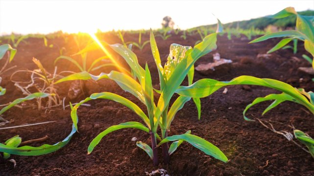 Fungal Corn Seedlings 5 Weeks Old Corn Pests